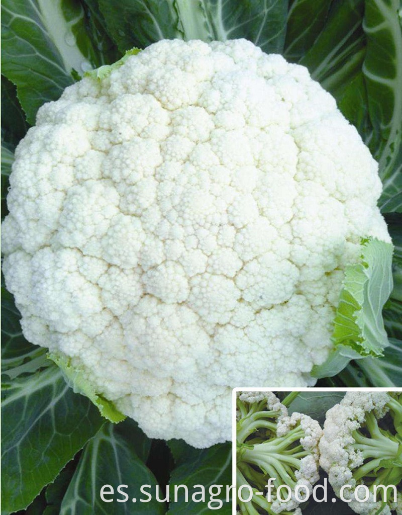 High Quality Cauliflower